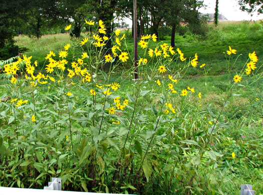 image of Helianthus tuberosus, Jerusalem Artichoke