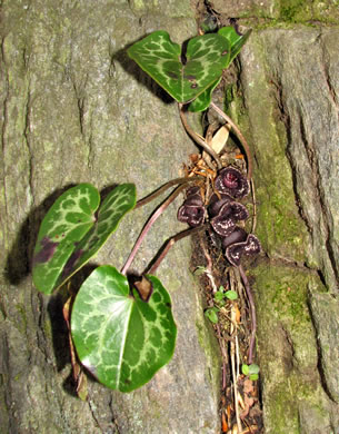 image of Hexastylis minor, Little Heartleaf, Small Heartleaf Ginger