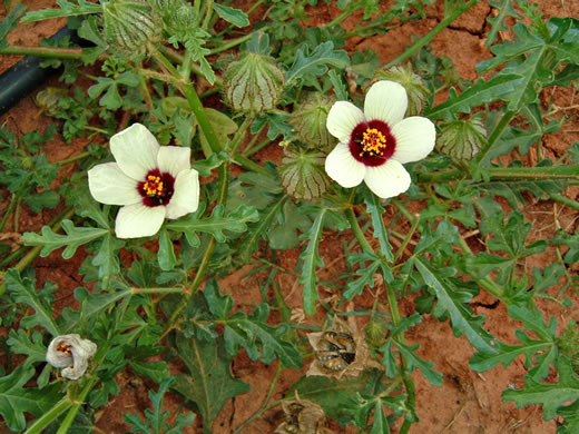 image of Hibiscus trionum, Flower-of-an-hour, Venice Mallow, Bladder Ketmia