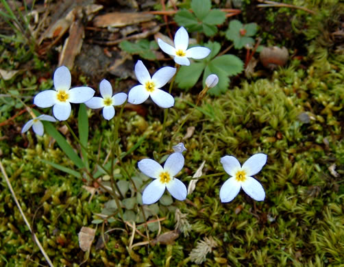 image of Houstonia caerulea, Quaker Ladies, Common Bluet, Innocence, Azure Bluet