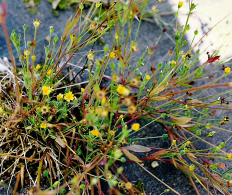 image of Krigia cespitosa, Opposite-leaf Dwarf-dandelion