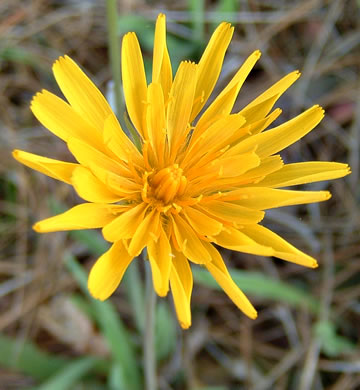 image of Krigia dandelion, Colonial Dwarf-dandelion, Potato Dwarf-dandelion