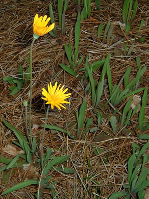 Krigia dandelion, Colonial Dwarf-dandelion, Potato Dwarf-dandelion