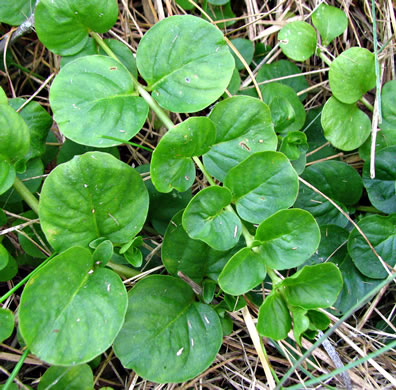 image of Lysimachia nummularia, Moneywort, Creeping Jenny, Creeping Charlie