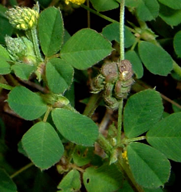 Medicago lupulina, Black Medick, Yellow Trefoil