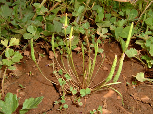 Myosurus minimus, Mousetail