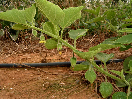 image of Physalis heterophylla, Clammy Ground-cherry