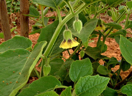 image of Physalis heterophylla, Clammy Ground-cherry