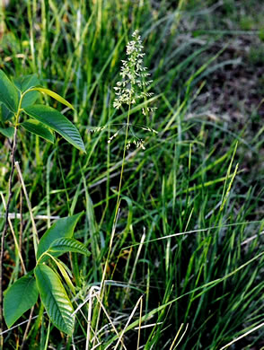 panicle