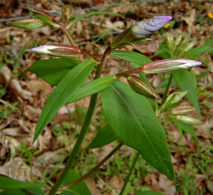 image of Phlox ovata, Mountain Phlox, Appalachian Phlox, Allegheny Phlox