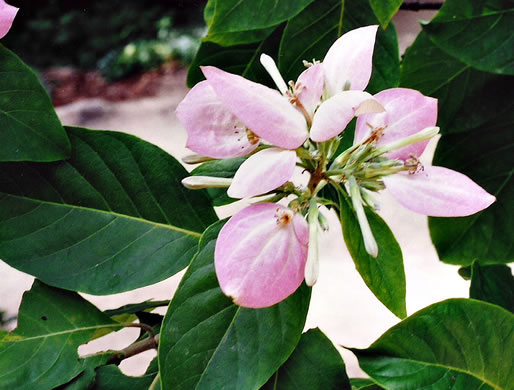 image of Pinckneya bracteata, Pinkneya, Fevertree