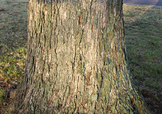 image of Quercus bicolor, Swamp White Oak