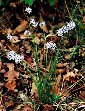 image of Sisyrinchium mucronatum, Needletip Blue-eyed-grass