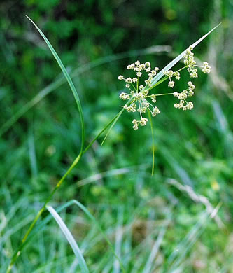 image of Scirpus georgianus, Georgia Bulrush