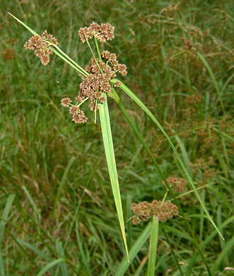 spikelet