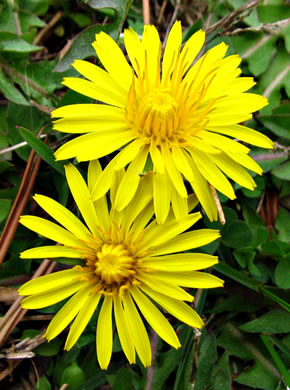 image of Taraxacum erythrospermum, Red-seeded Dandelion