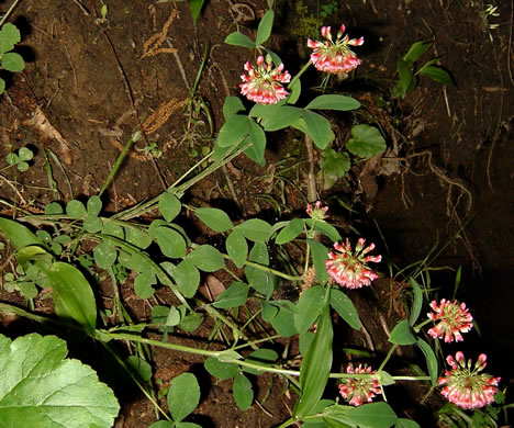 image of Trifolium reflexum, Buffalo Clover