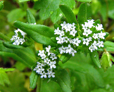 image of Valerianella locusta, European Cornsalad