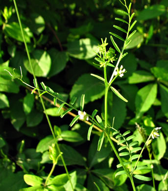 image of Vicia hirsuta, Tiny Vetch, Hairy Tare