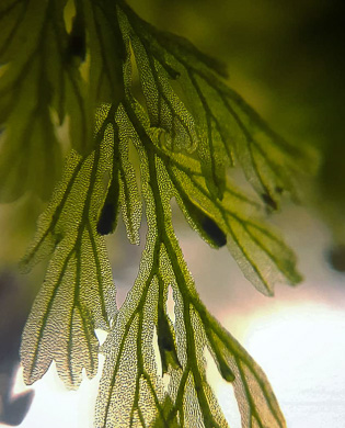 image of Vandenboschia boschiana, Appalachian Filmy-fern, Appalachian Bristle Fern