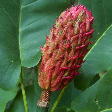 image of Magnolia fraseri, Fraser Magnolia, Mountain Magnolia, Earleaf Umbrella-tree, Umbrella Tree