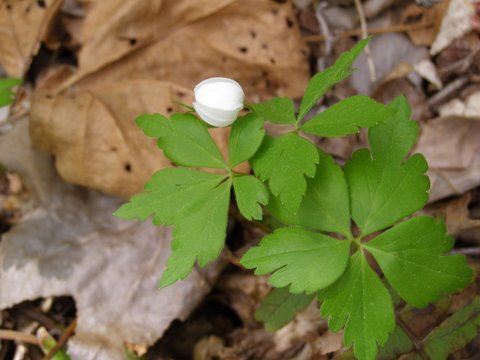 image of Anemone quinquefolia, Wood Anemone