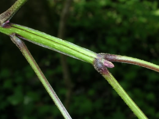 image of Fraxinus quadrangulata, Blue Ash