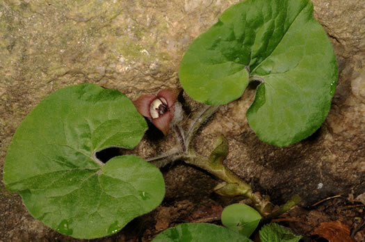 image of Asarum reflexum, Reflexed Wild Ginger