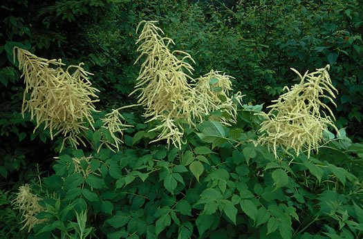 image of Aruncus dioicus var. dioicus, Eastern Goatsbeard, Bride's Feathers