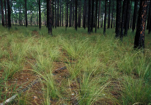 image of Aristida stricta, Carolina Wiregrass, Pineland Three-awn