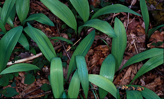 image of Allium tricoccum, Red Ramps, Rampscallions, Wild Leek