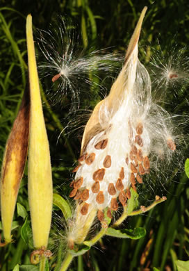 image of Asclepias tuberosa var. tuberosa, Butterfly Milkweed, Eastern Butterflyweed, Pleurisy Root, Wind Root