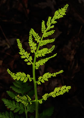 image of Botrypus virginianus, Rattlesnake Fern, Sang-find