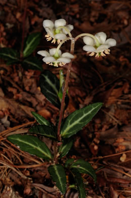 image of Chimaphila maculata, Pipsissewa, Striped Wintergreen, Rat's Bane