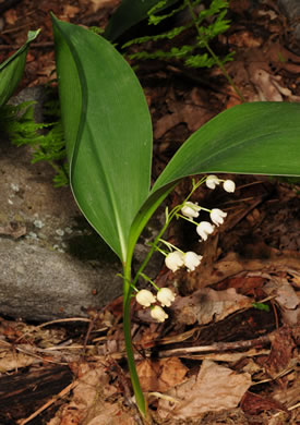 image of Convallaria pseudomajalis, American Lily-of-the-valley