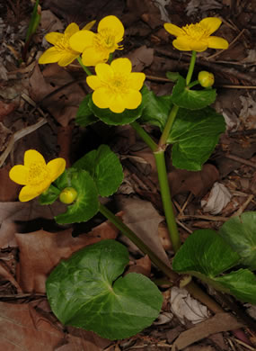 image of Caltha palustris var. palustris, Marsh-marigold, Cowslip