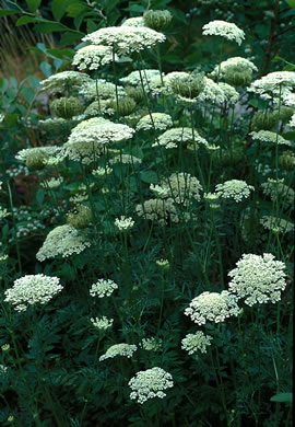 image of Daucus carota ssp. carota, Queen Anne's Lace, Wild Carrot, Bird's Nest