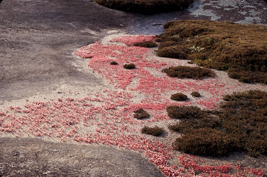 image of Diamorpha smallii, Elf-orpine