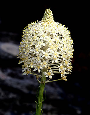 image of Xerophyllum asphodeloides, Eastern Turkeybeard, Beargrass, Mountain-asphodel