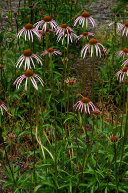 image of Echinacea laevigata, Smooth Coneflower, Smooth Purple Coneflower