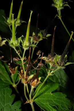 image of Geranium maculatum, Wild Geranium