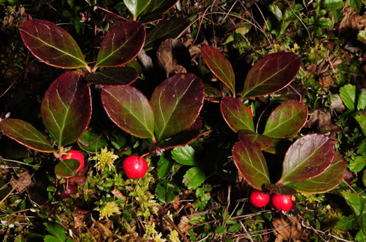 image of Gaultheria procumbens, Wintergreen, Teaberry