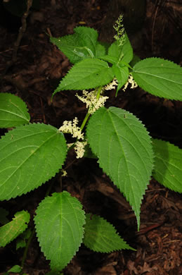 Canada Wood-nettle