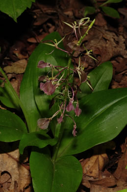 image of Liparis liliifolia, Lily-leaf Twayblade, Large Twayblade, Purple Twayblade, Brown Wide-lip Orchid