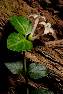 image of Mitchella repens, Partridgeberry, Twinflower