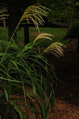 image of Miscanthus sinensis, Chinese Silvergrass, Eulalia