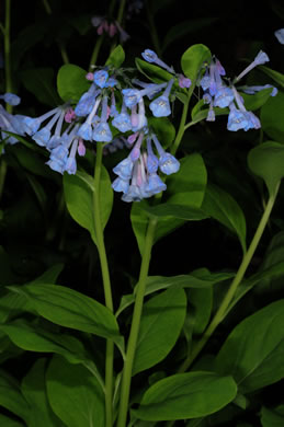 image of Mertensia virginica, Virginia Bluebells, Virginia Cowslip