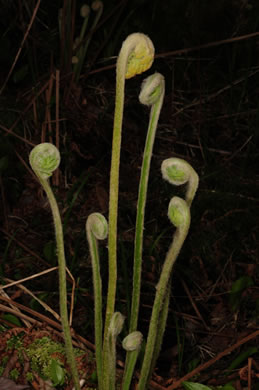 image of Osmundastrum cinnamomeum, Cinnamon Fern