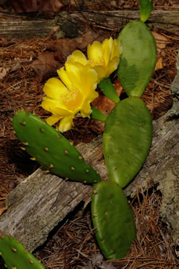 image of Opuntia mesacantha ssp. mesacantha, Eastern Prickly-pear