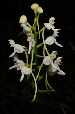 image of Platanthera integrilabia, Monkey-face Orchid, White Fringeless Orchid